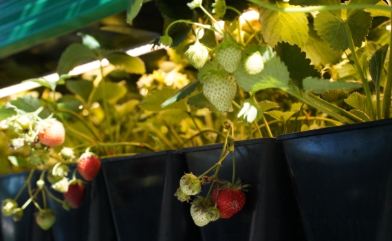 Зимой — своя ягода: секрет выращивания клубники дома без оранжереи и садового опыта Зимой — своя ягода: секрет выращивания клубники дома без оранжереи и садового опыта