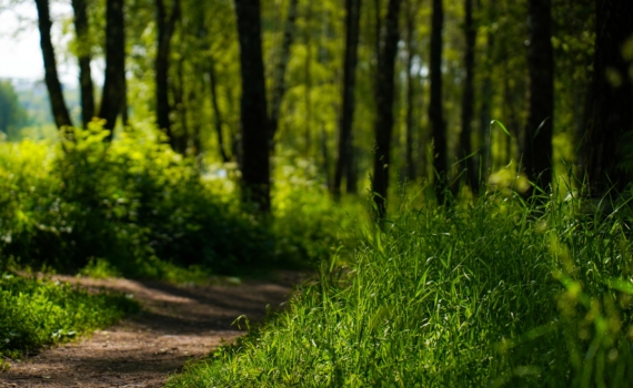 Клещи игнорируют одних и атакуют других: выбирают не случайно — группа крови делает вас мишенью №1 Клещи игнорируют одних и атакуют других: выбирают не случайно — группа крови делает вас мишенью №1