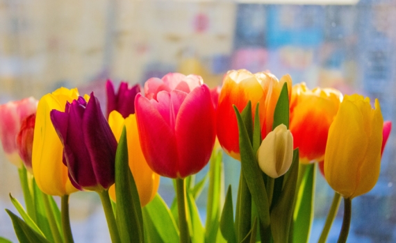 Как сохранить тюльпаны свежими в вазе и не дать им раскрыться до двух недель: 8 секретов флористов Как сохранить тюльпаны свежими в вазе и не дать им раскрыться до двух недель: 8 секретов флористов